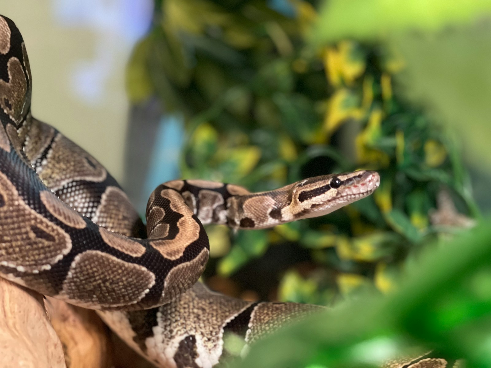 A python snake on a branch