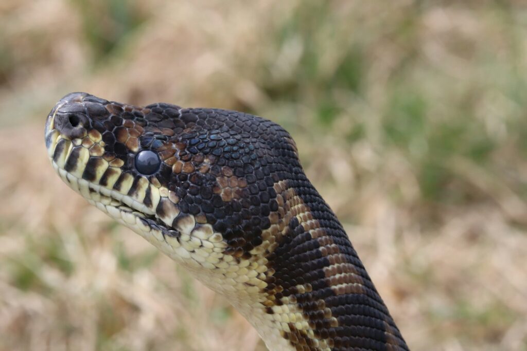 Close-up of a black and brown snake head