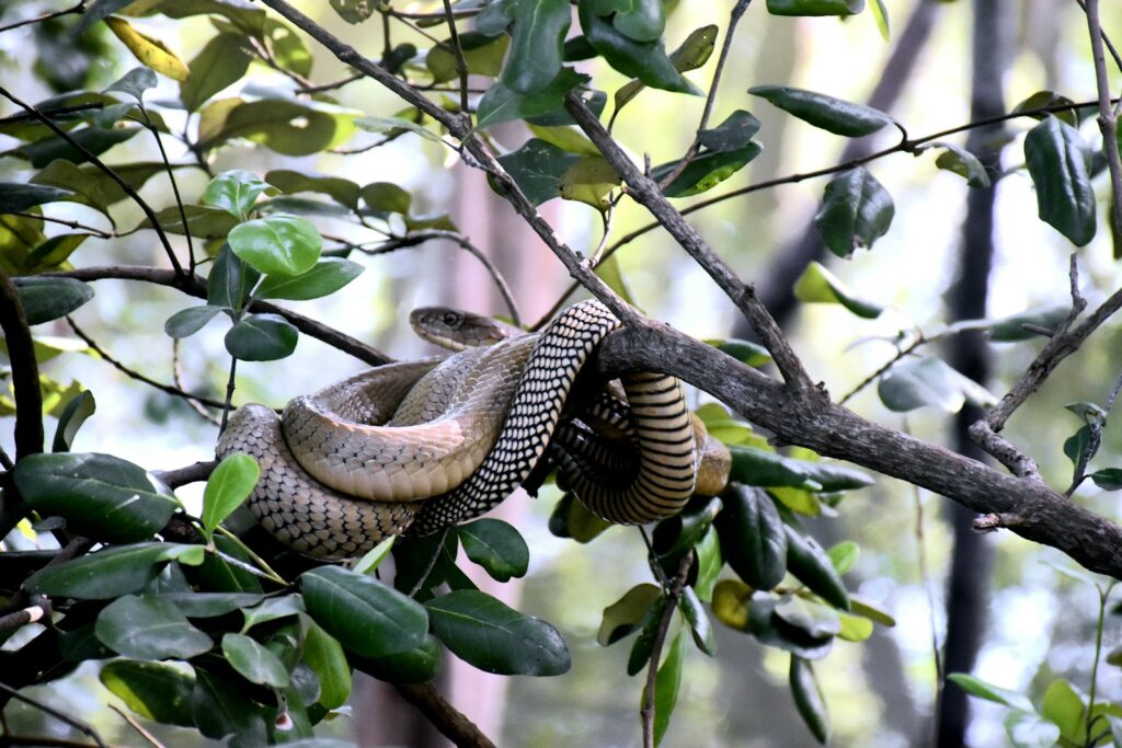 Black and white snake on a green tree