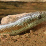 Desert Rosy Boa