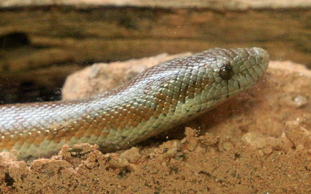 Desert Rosy Boa