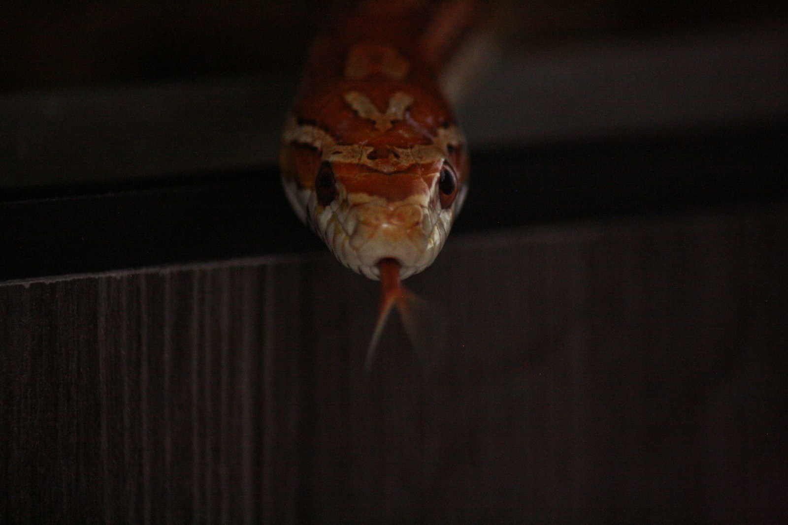 a close up of a fish in the dark