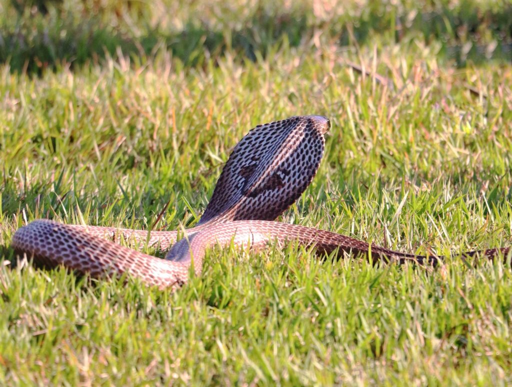 A snake laying in the grass