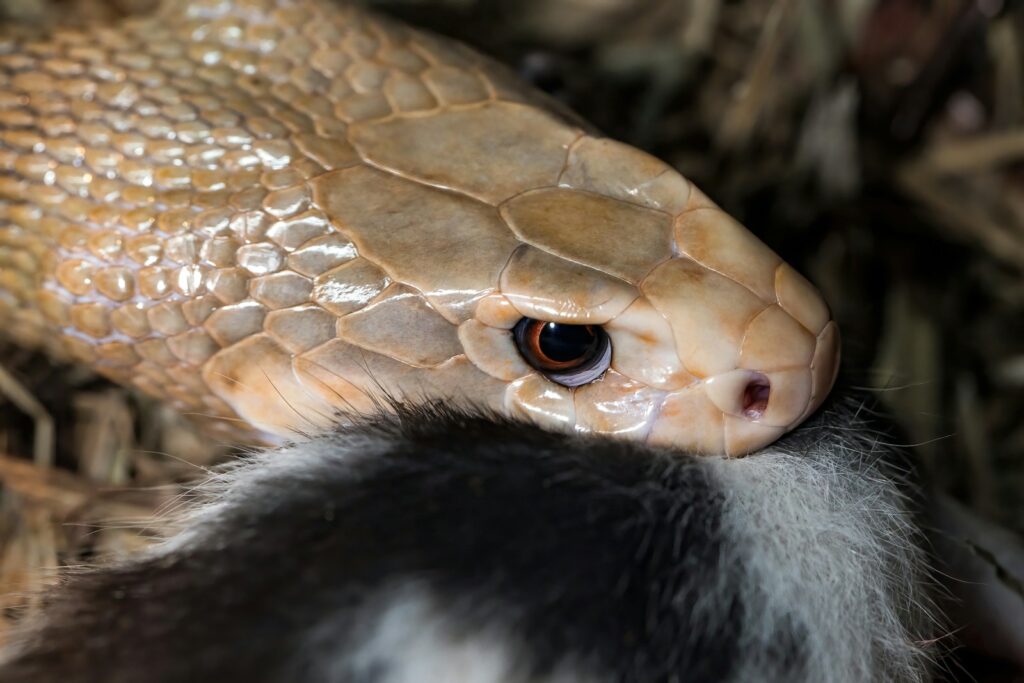 A snake eating its prey on the ground