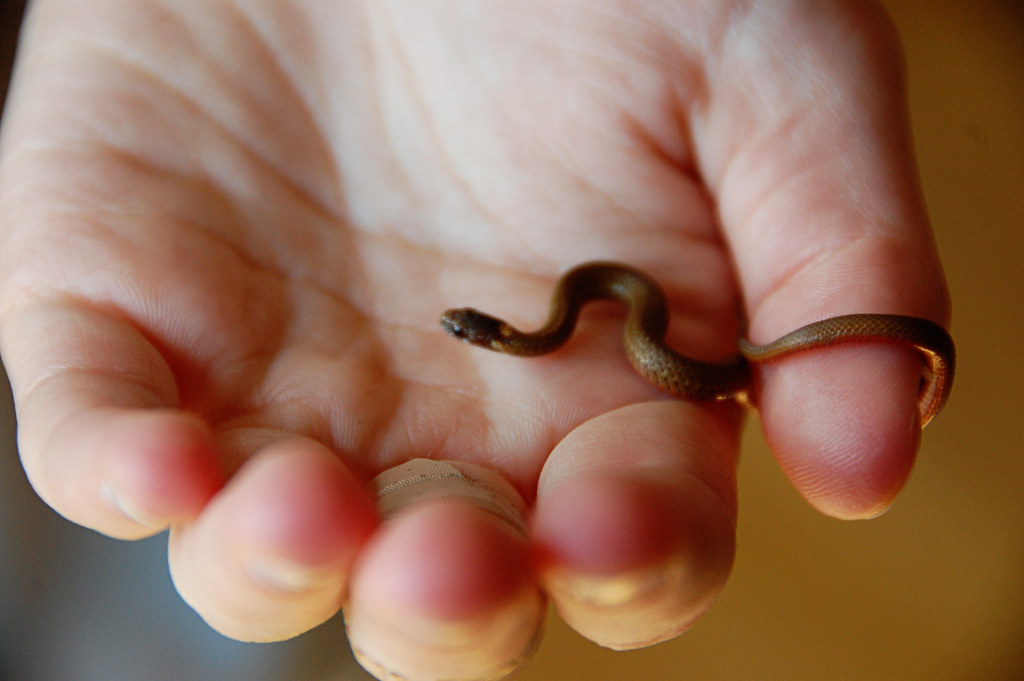 Image of a baby snake on a human's hand