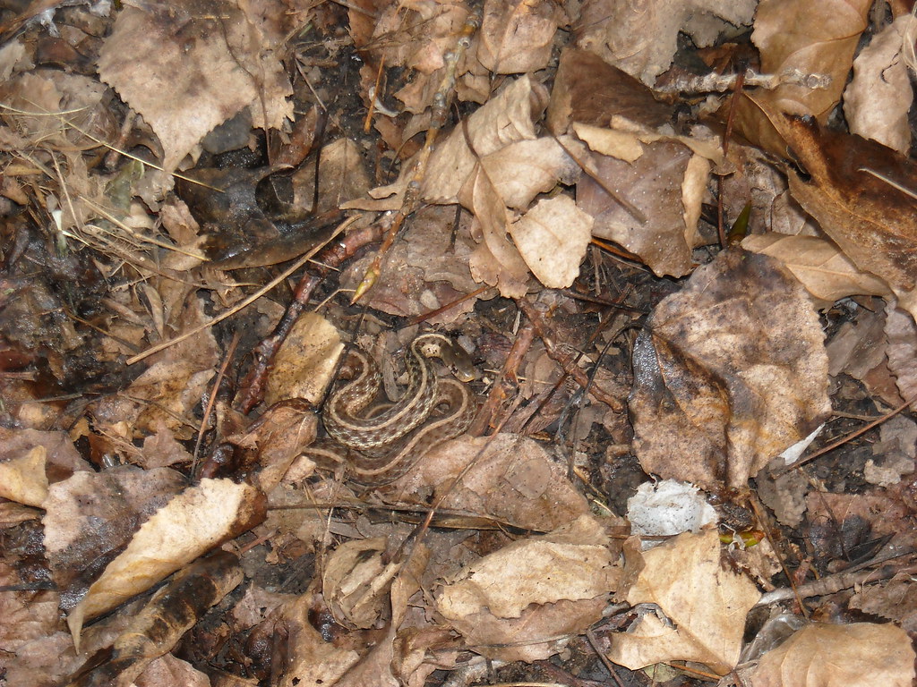 Camouflage Snake