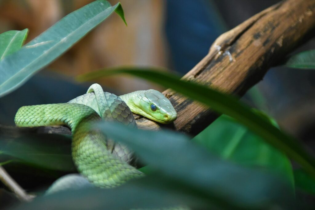 A green snake on a brown tree branch
