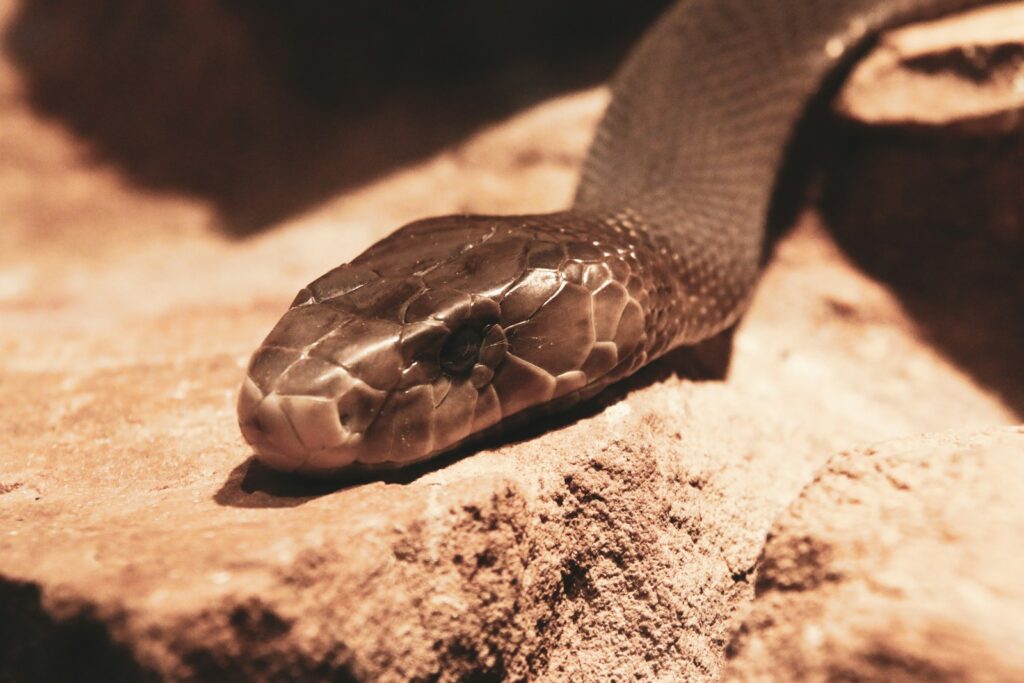 Mamba snake on brown sand