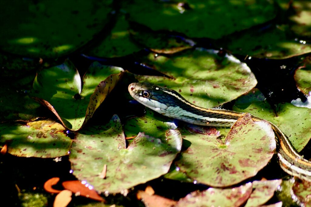 A yellow, white, and black snake in the water on a plant