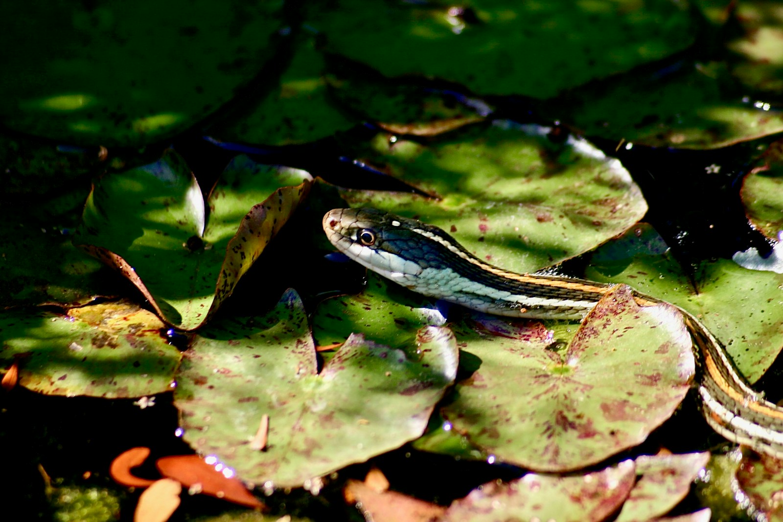 A yellow, white, and black snake in the water on a plant