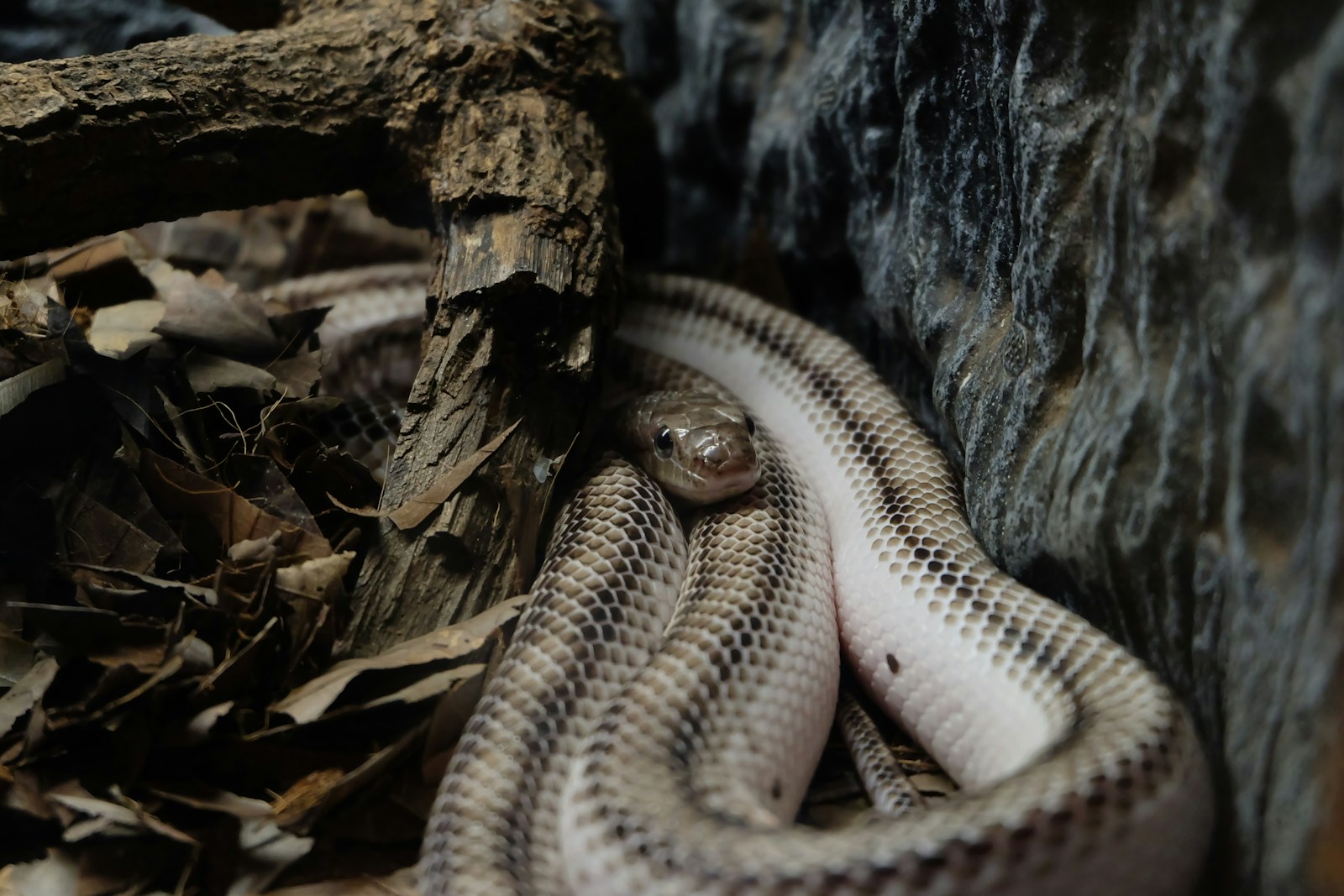 Gray and black snake