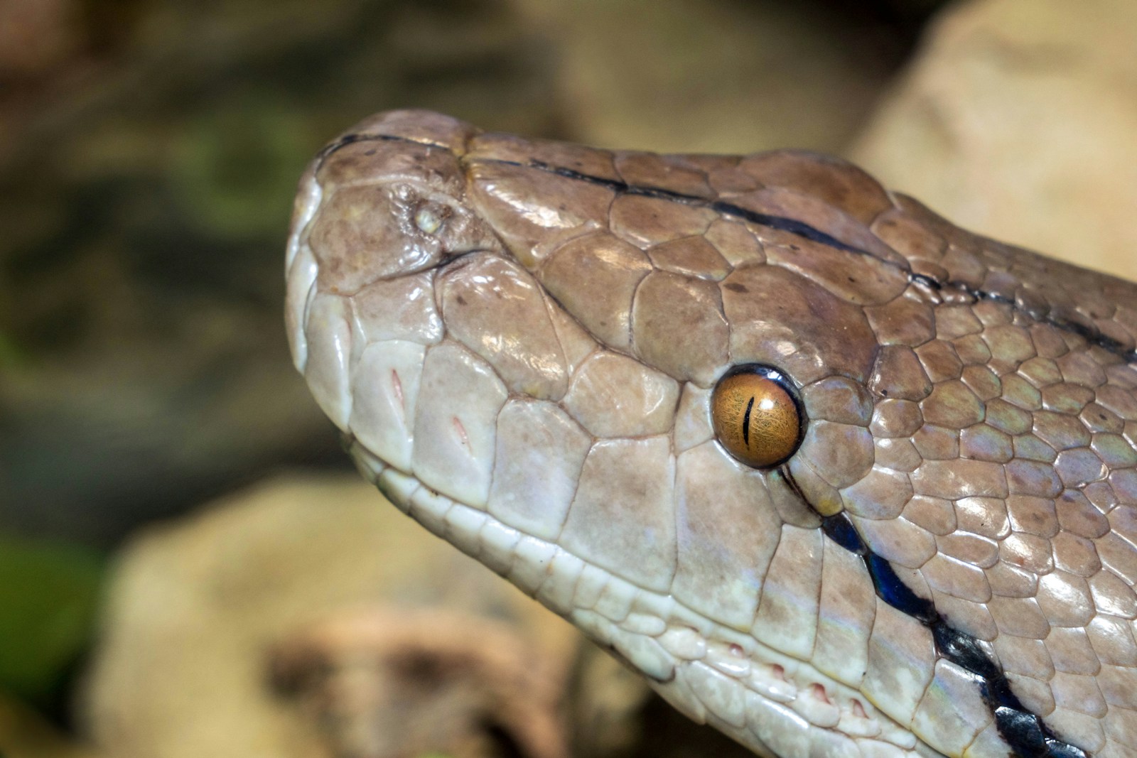 A close up of a snake on a rock