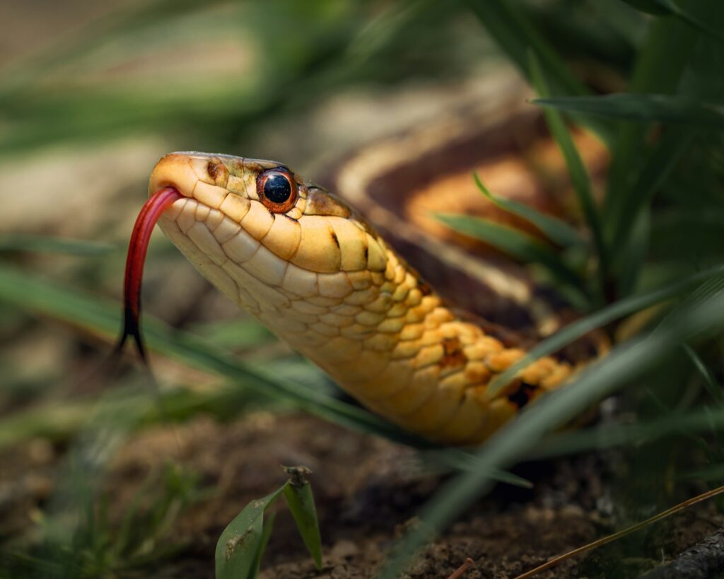 a snake on a branch