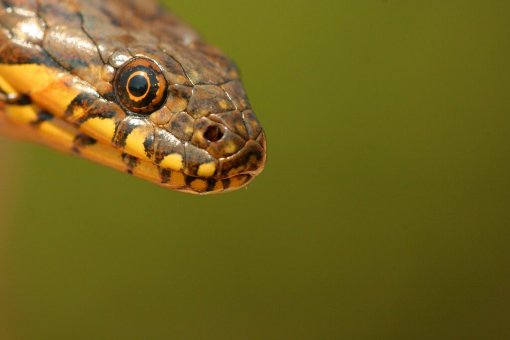 brown and orange head of snake