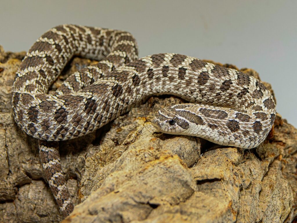 A snake sitting on a rock