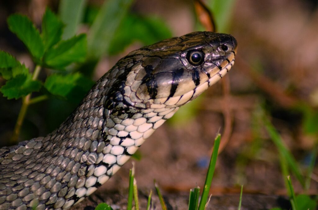 A close up of a snake in the grass