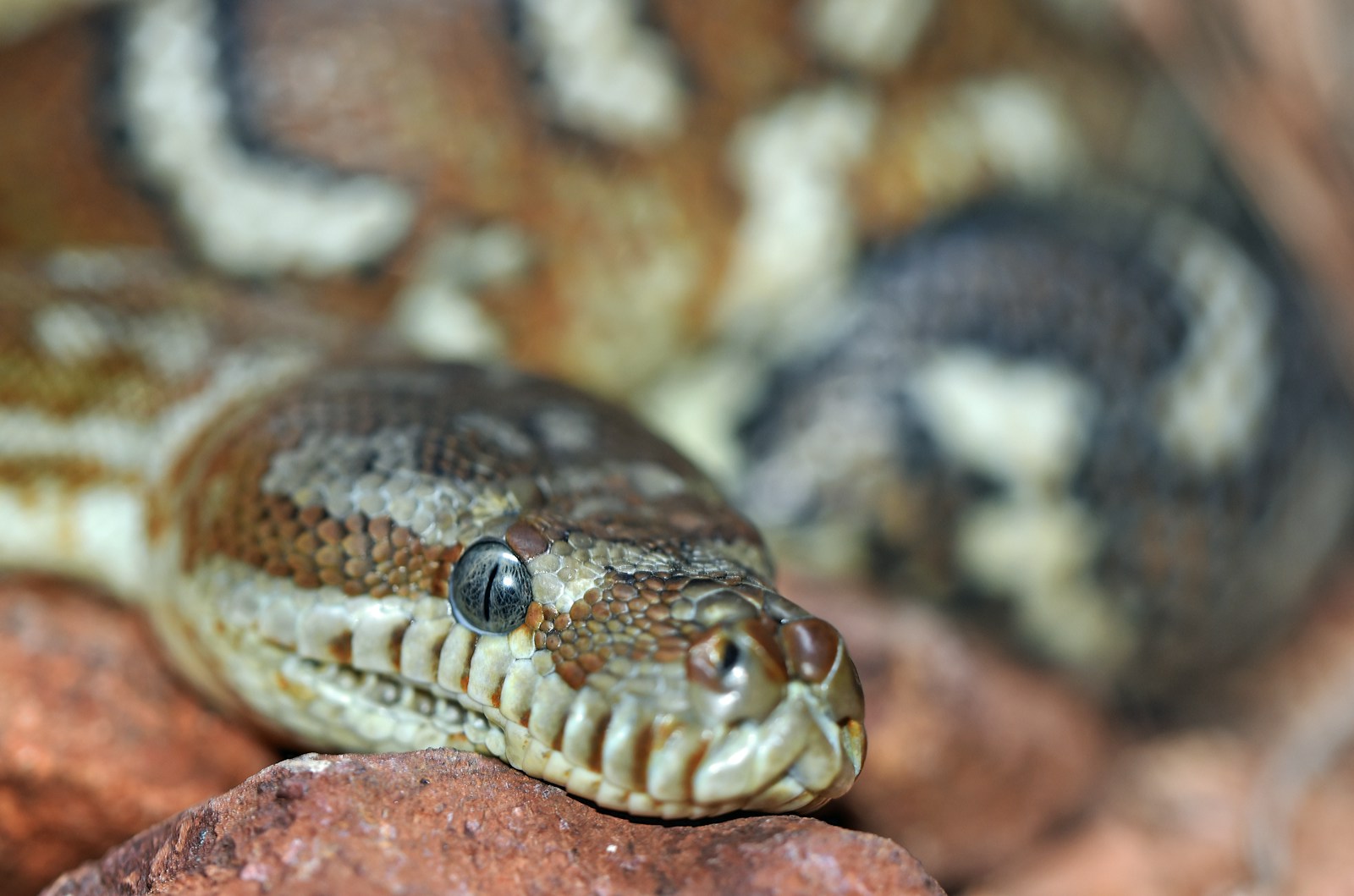 Centralian carpet python in shallow focus