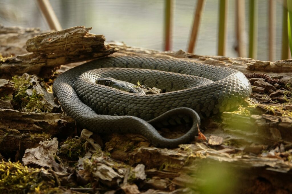 A snake laying on the ground