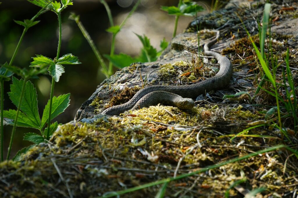 A snake in the grass