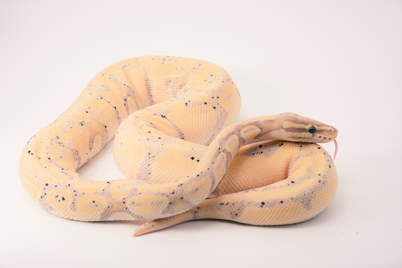 Ball Python on white background