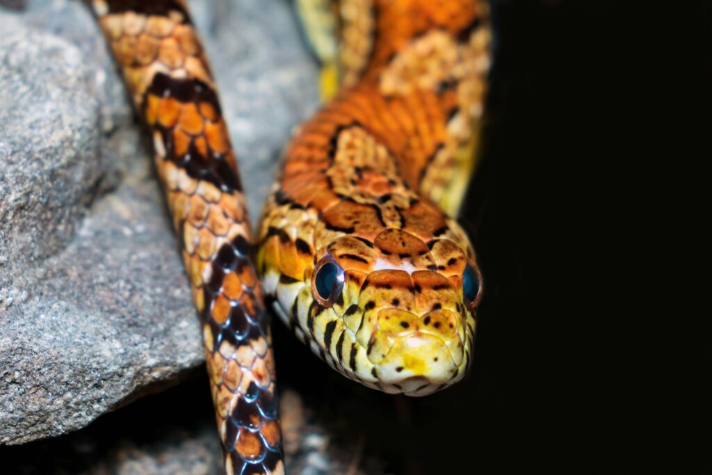 A close up of a snake on a rock