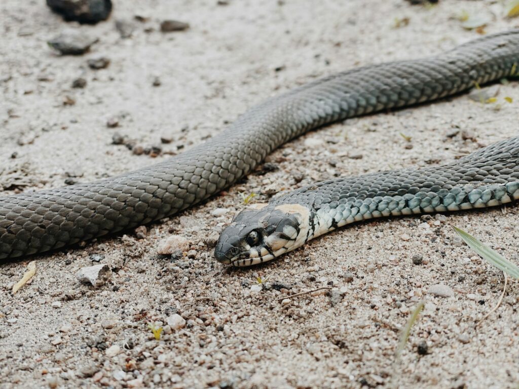 Black and yellow snake on gray sand