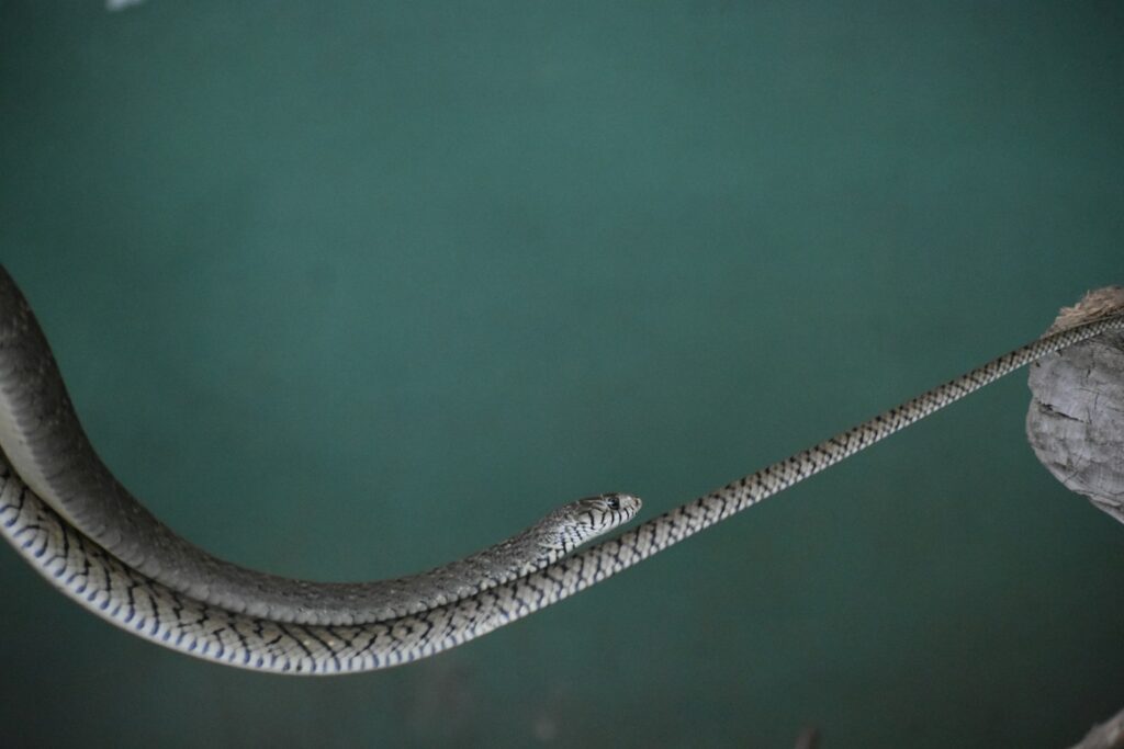 Gray snake