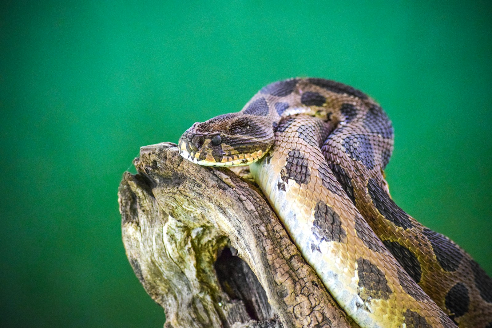 Brown and black snake on a brown rock