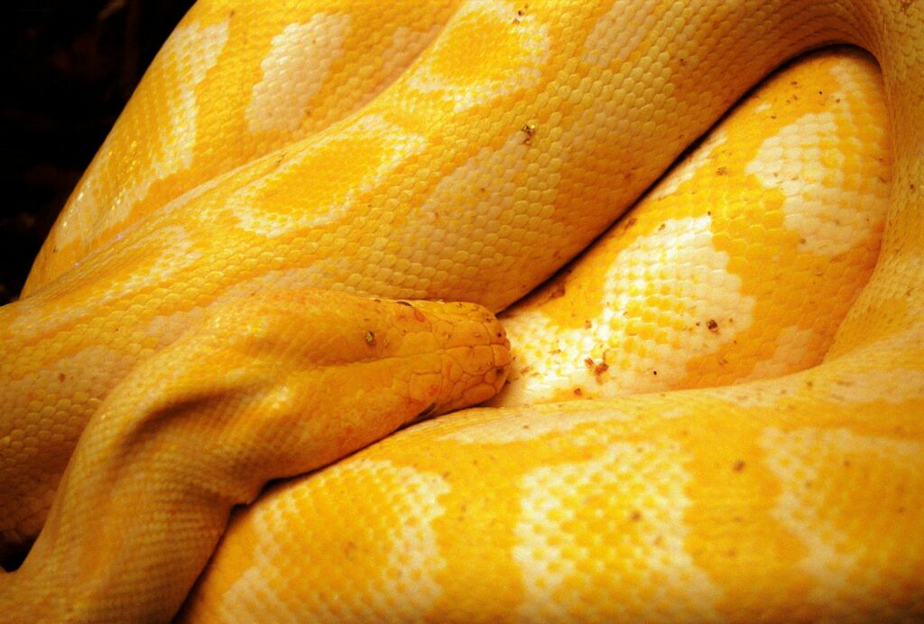 a close up of a yellow and white snake
