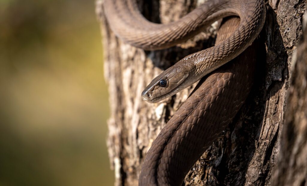 Brown snake on brown tree trunk
