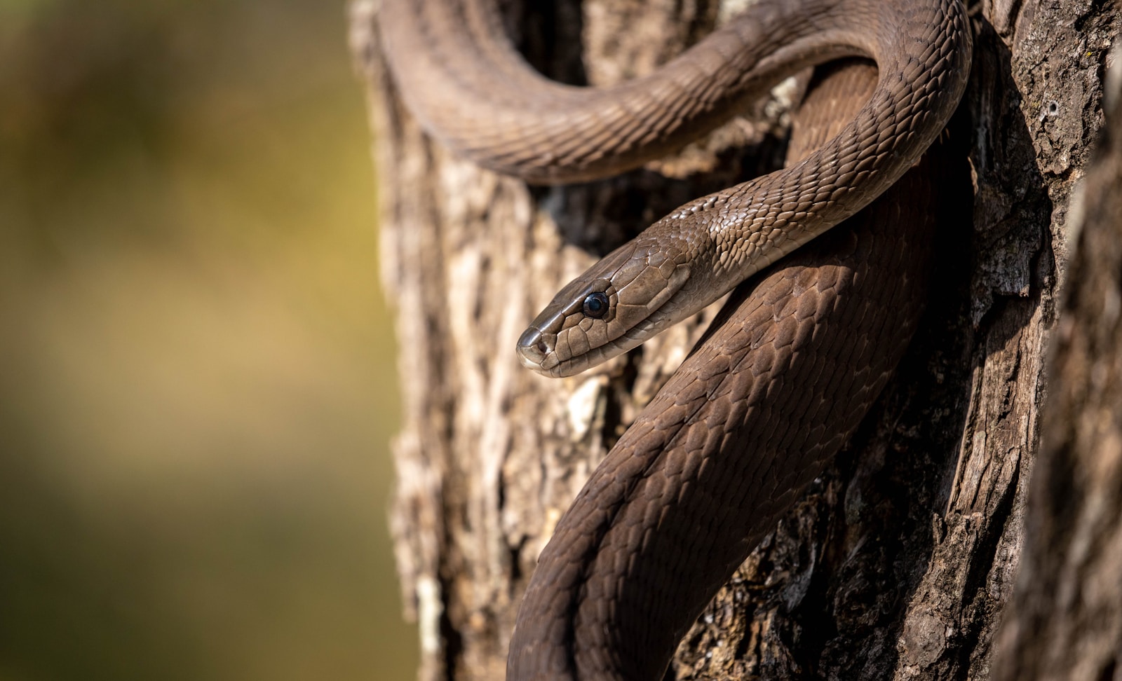 Brown snake on brown tree trunk