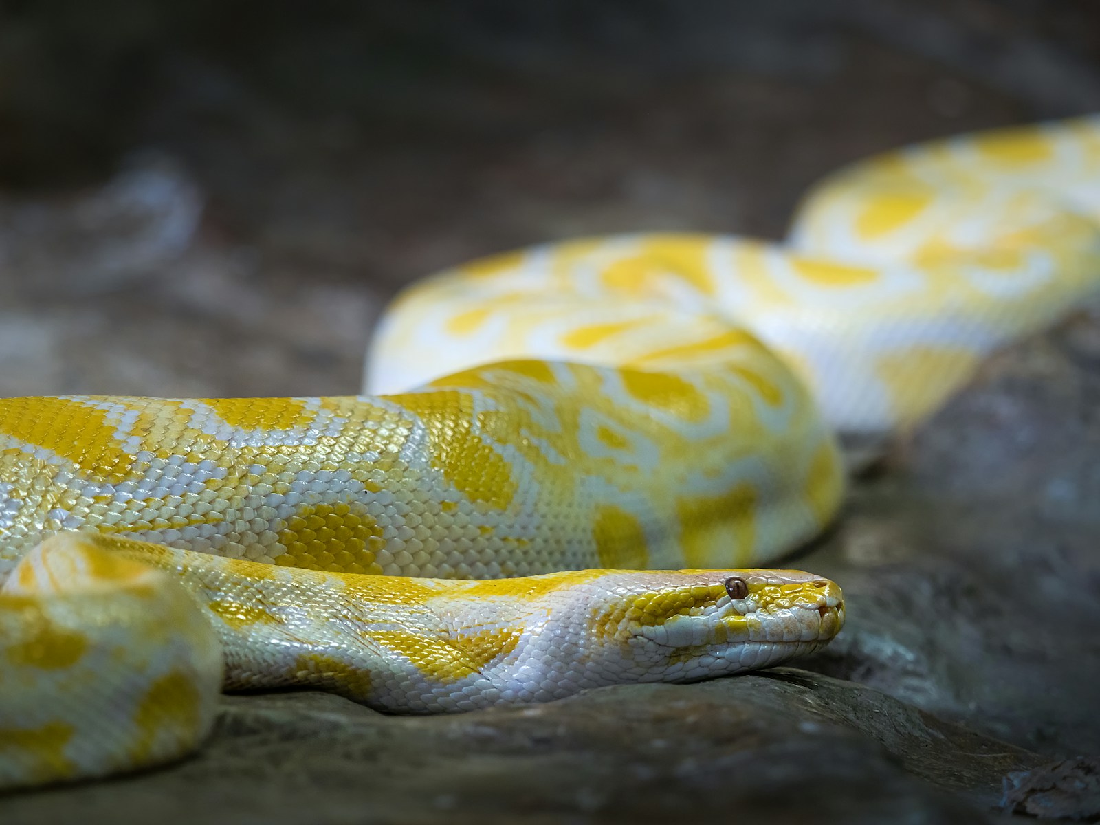 Yellow and white Burmese python