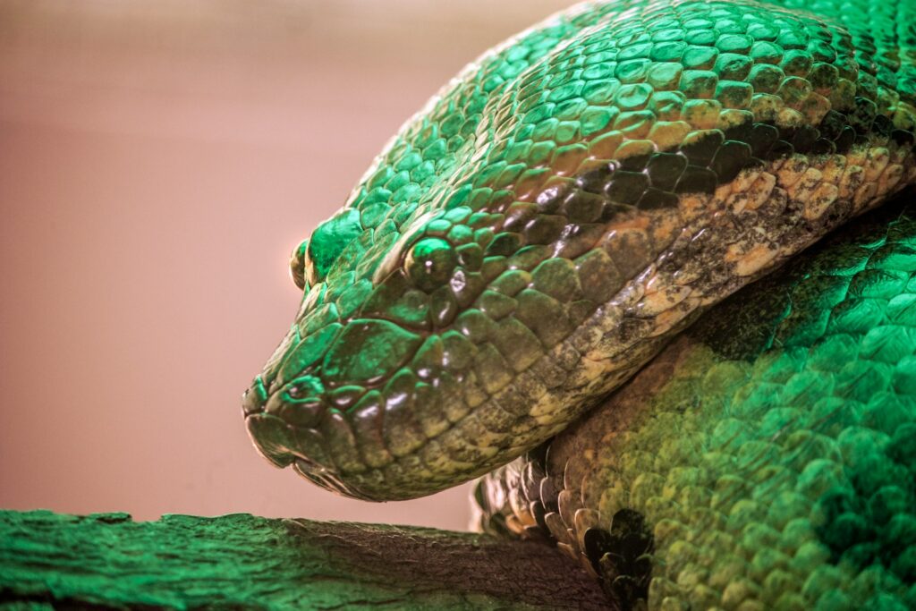 a close up of a green snake on a branch