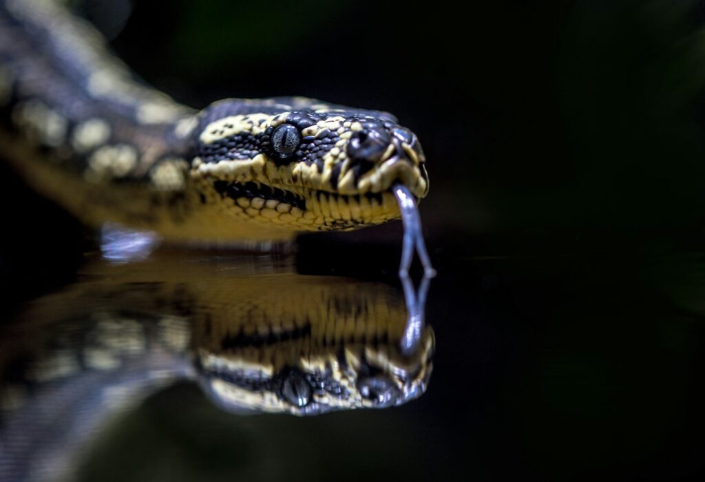 Beige and black snake with its tongue out