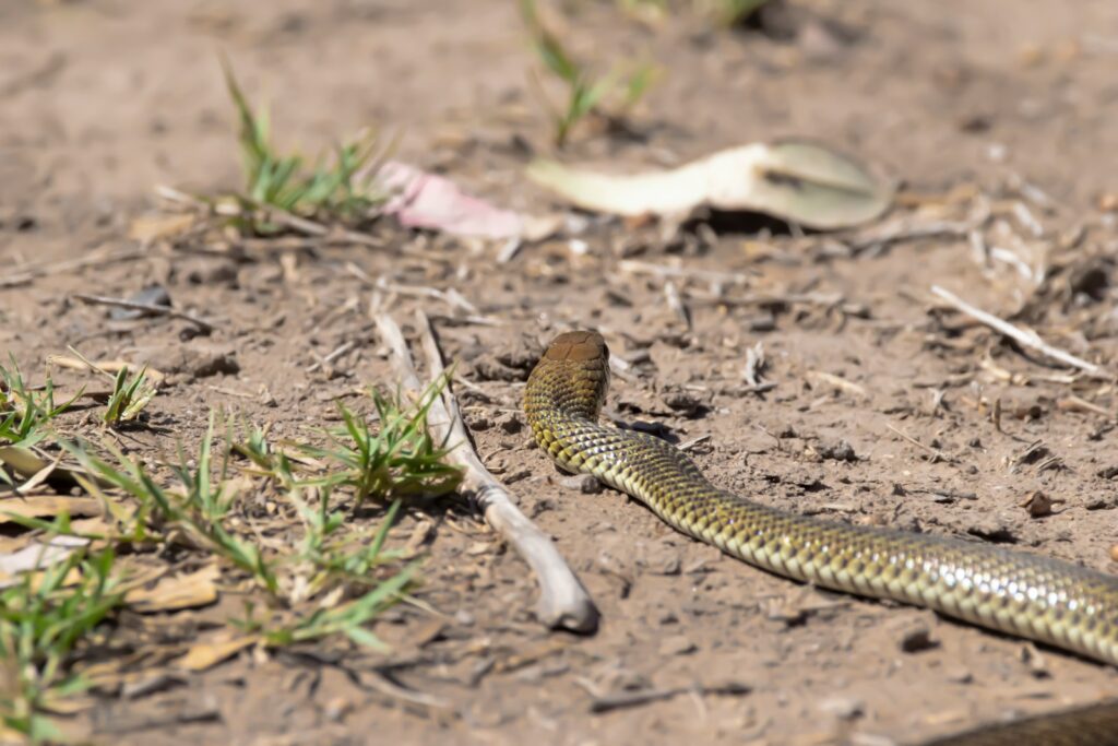 Brown snake on dirt
