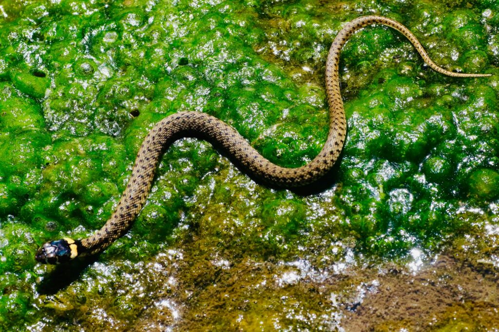 brown snake on green moth