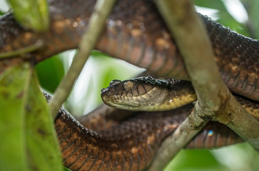 Brown snake in a tree