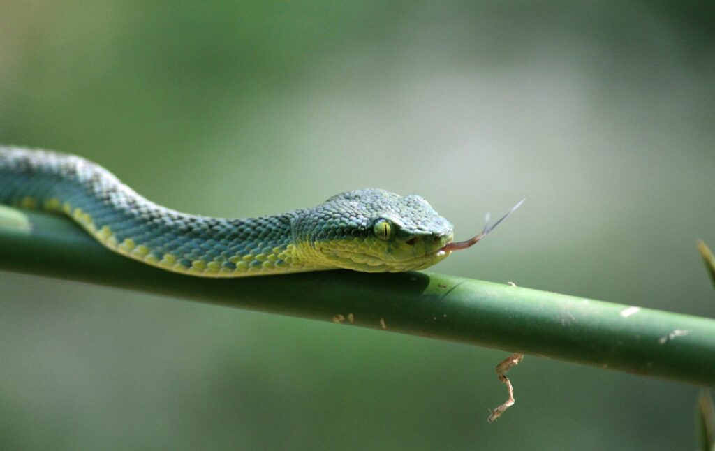 Green snake on a green branch