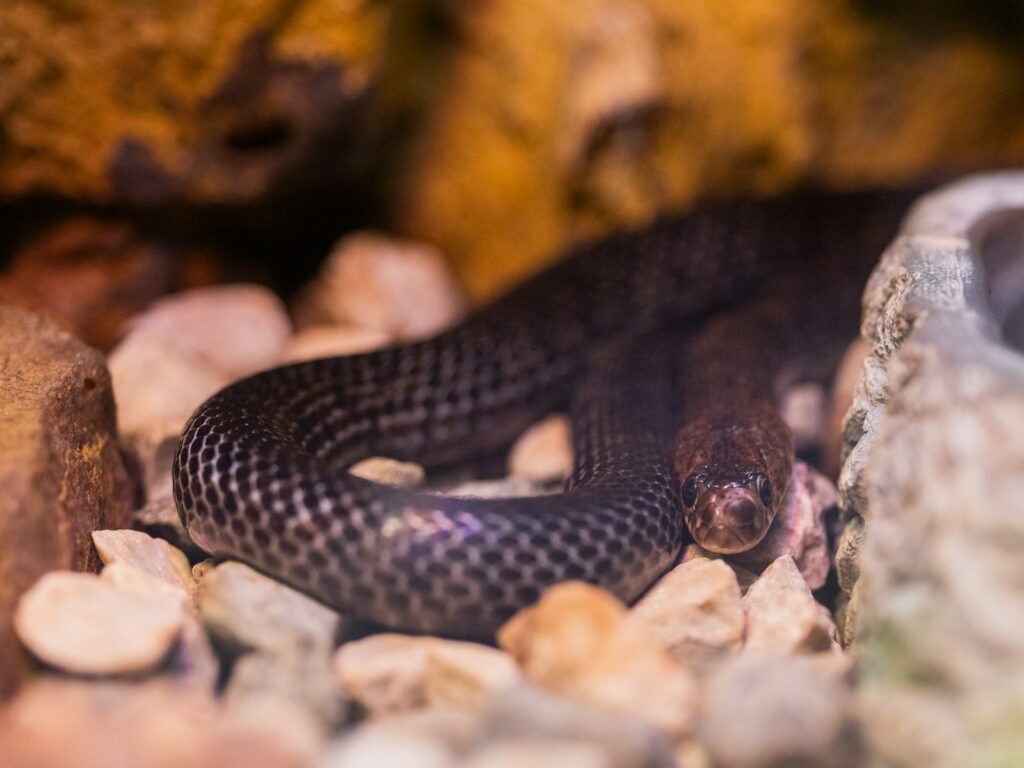 a close up of a snake on a rock