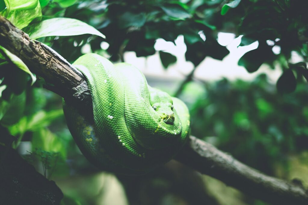Green snake on tree branch