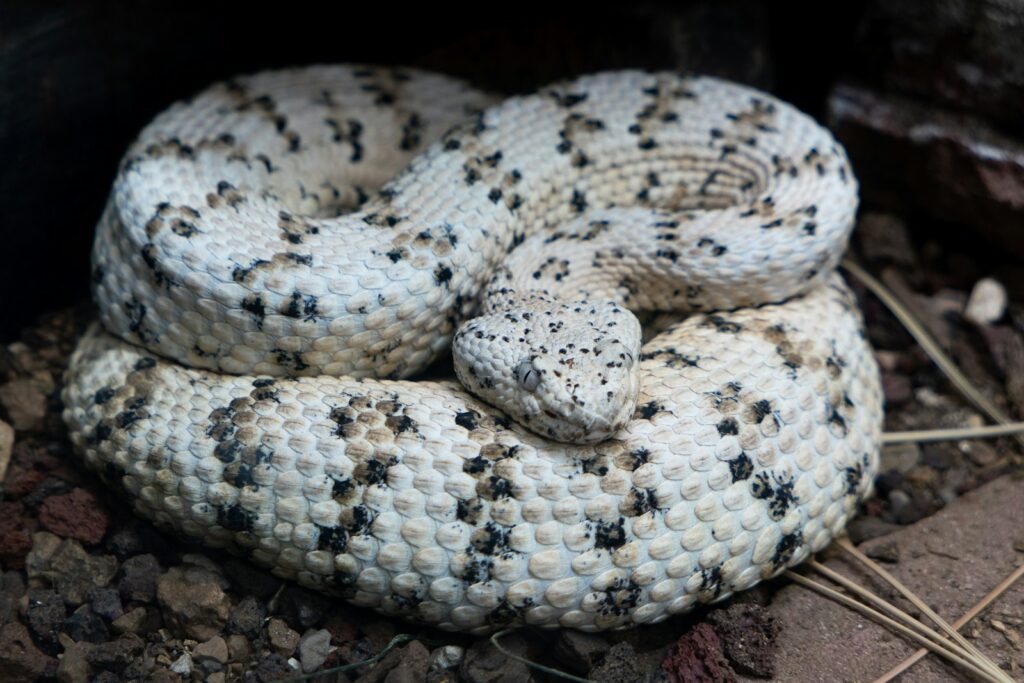 White snake curled up on the ground