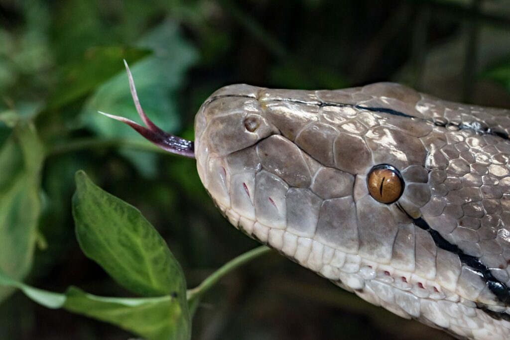 Brown and white snake on a green plant with its tongue out