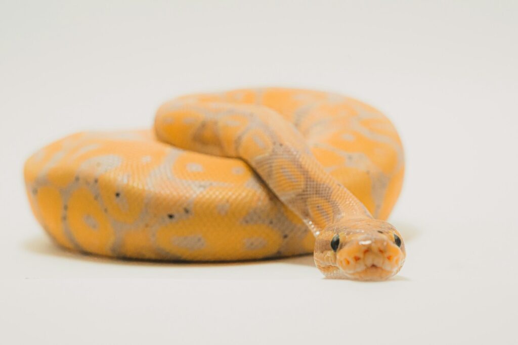 Yellow and beige snake on a white surface