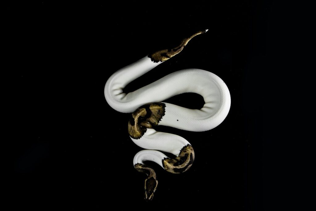 White and brown snake on black background