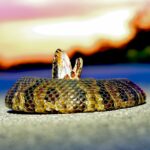 Brown and black snake on gray concrete floor during sunset with its mouth open