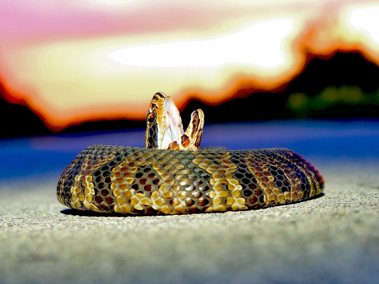 Brown and black snake on gray concrete floor during sunset with its mouth open