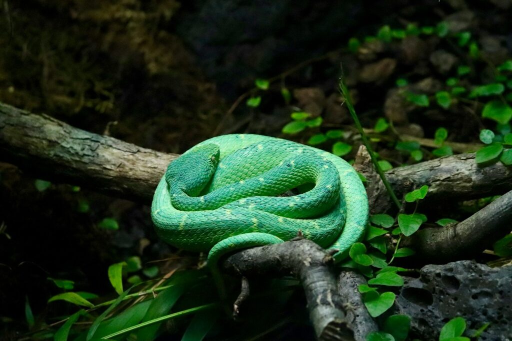Green snake lying on tree branch surrounded by green leafed plants
