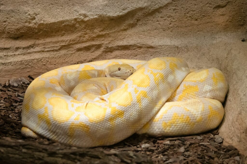 A yellow and white snake curled up in a cave