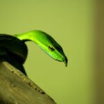 A green vine snake rests on a branch