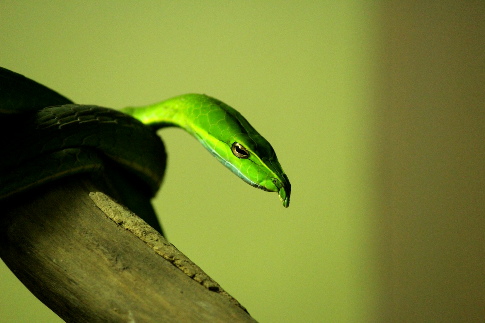 A green vine snake rests on a branch